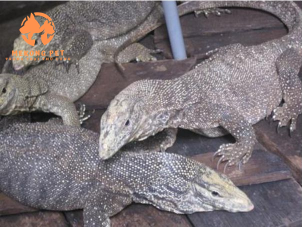 Mua Bán Kỳ Đà Giống Tại TP.HCM Uy Tín, Chất Lượng Cao